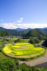 あらぎ島