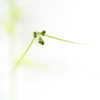 花芽