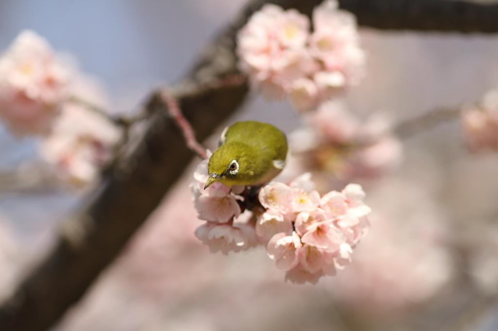 春満開