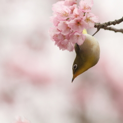 メジロと寒桜