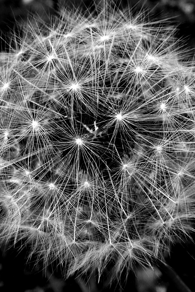 STARS