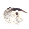 雛へ