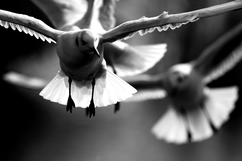 migratory bird