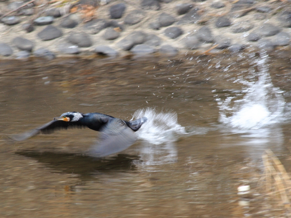 助走～TAKE OFF(カワウ)