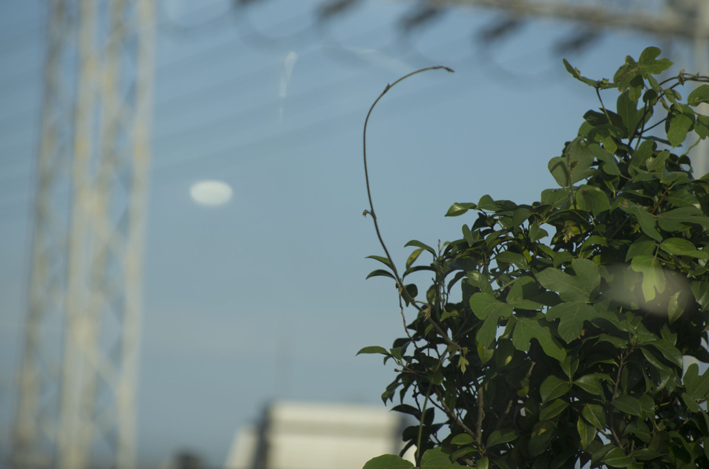 Pentax Green