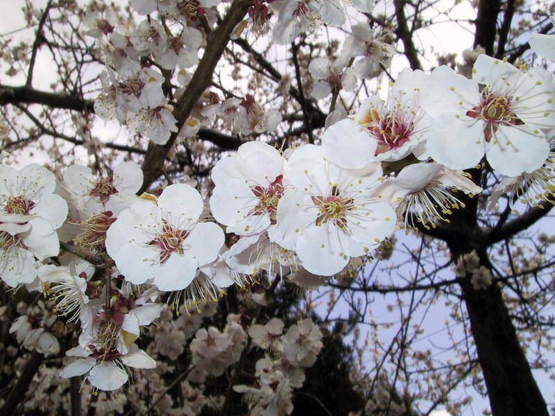 池田動物園の桜