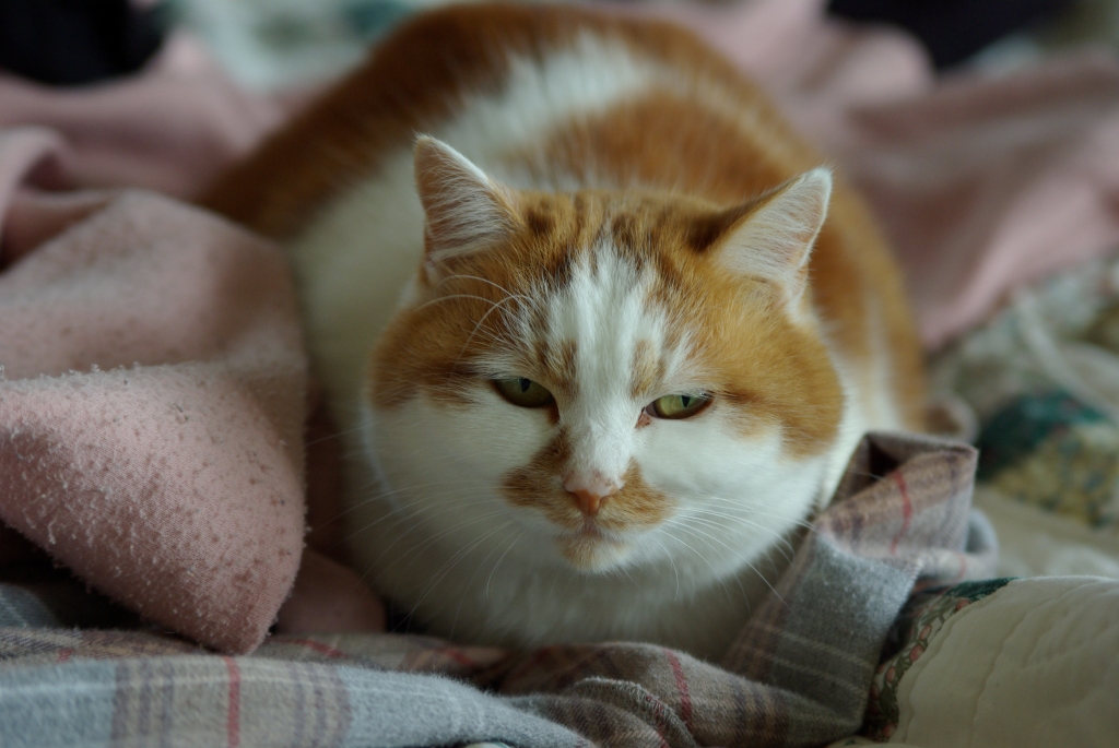 居座りつづける元祖メタボ猫「マロ」