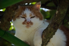 ちびを睨みつける元祖メタボ猫「マロ」
