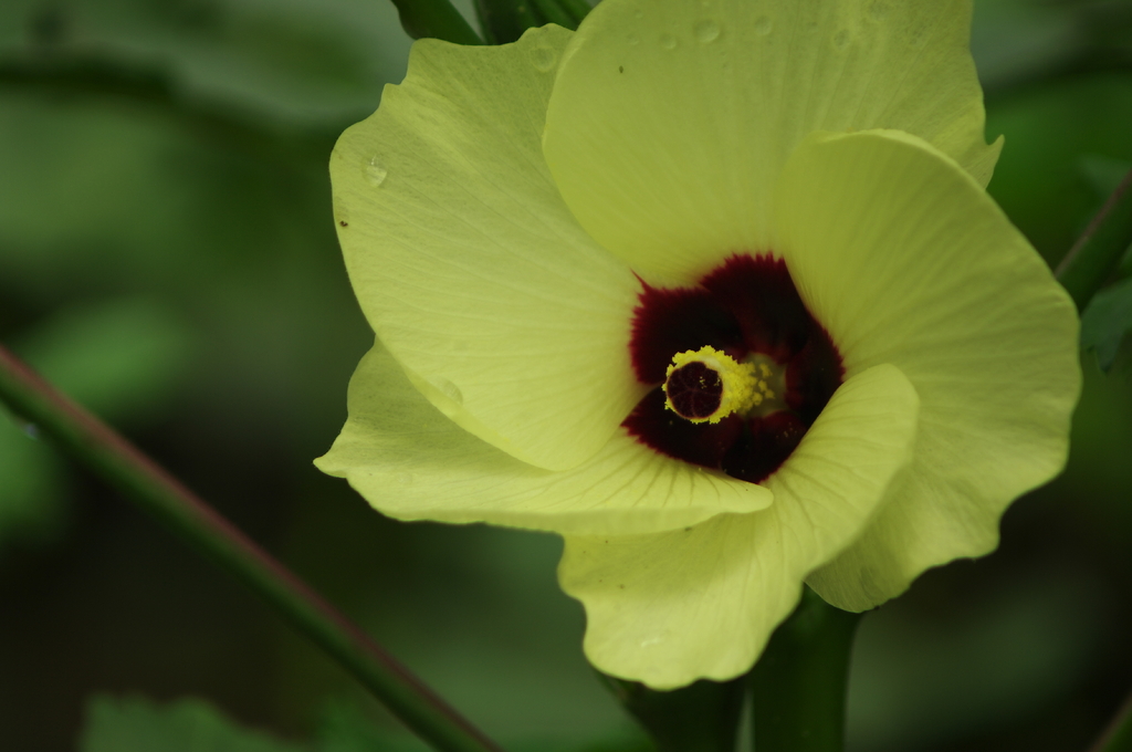 雨上がりのオクラの花