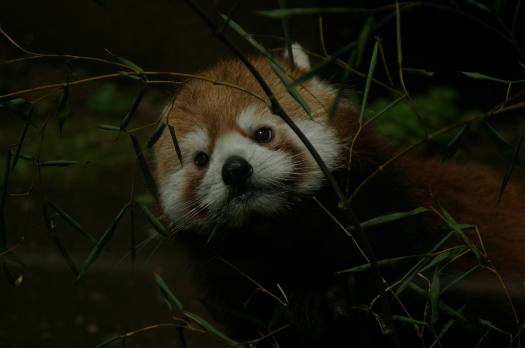 笹を食べるレッサーパンダ
