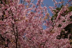 桜七分咲き