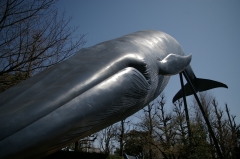 シロナガスクジラのオブジェクト