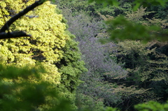 新緑の里山