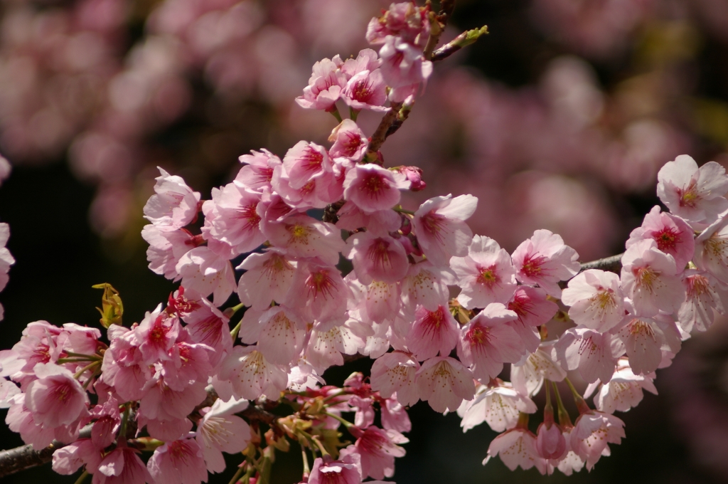 上野公園の桜