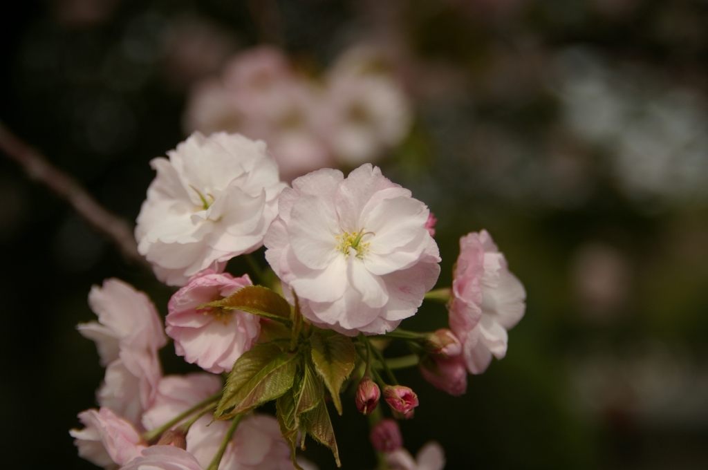 八重桜