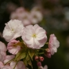 八重桜