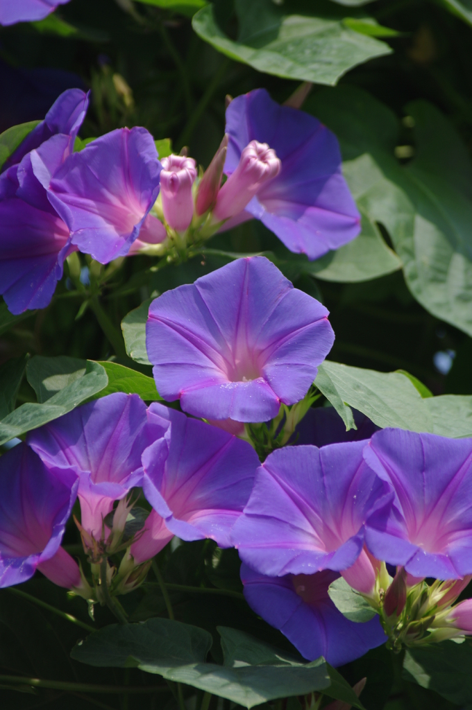 朝顔花盛り