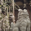 キミも花見かい？