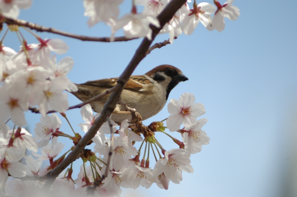 桜とすずめ