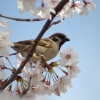 桜とすずめ