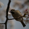 花摘むすずめ
