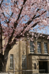 洋館と桜