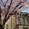 洋館と桜