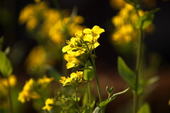 コマツナの花