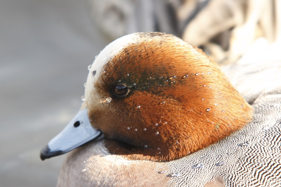 img_bird