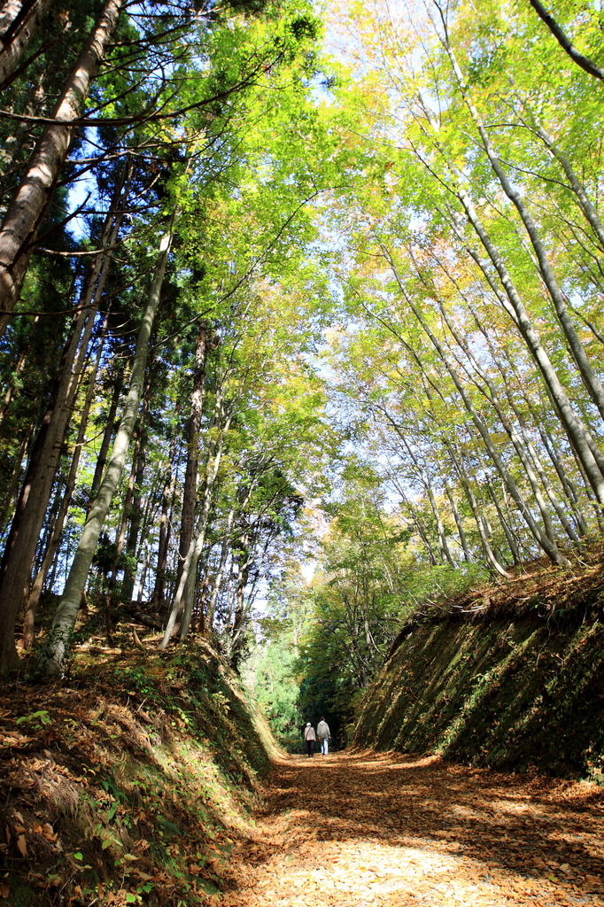 紅葉散歩道