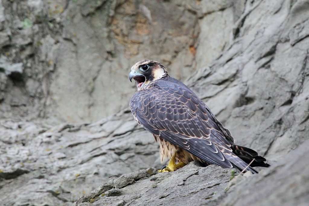 江ノ島のハヤブサ