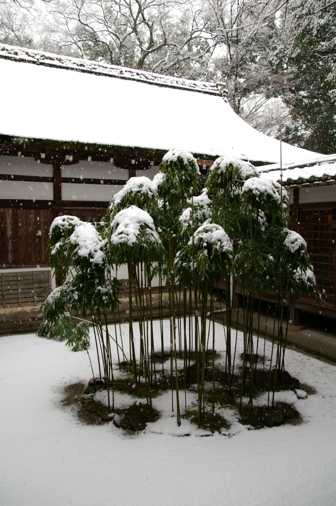 京都、上賀茂神社