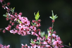 桃の花