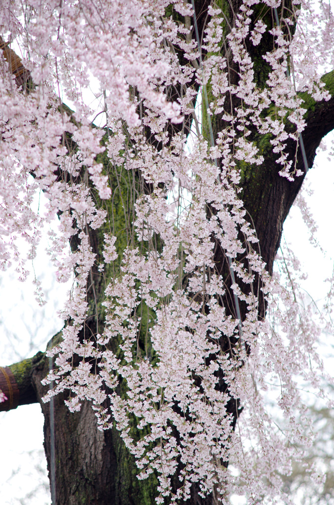 夢桜