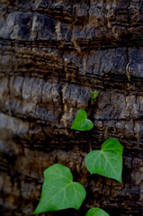 Heart Leaf