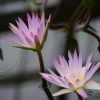 睡蓮