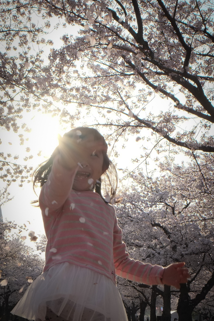 桜吹雪