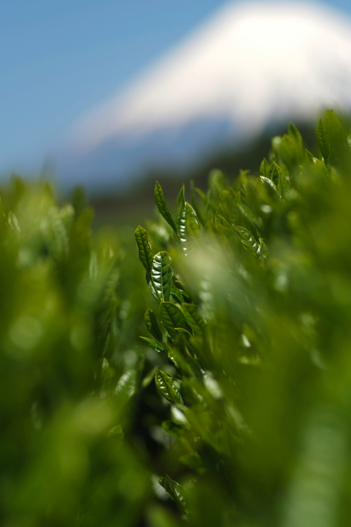 静岡茶葉