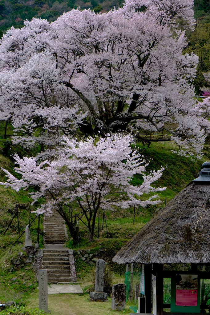 親子桜