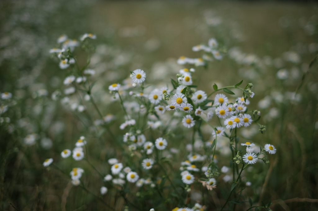 Little flower