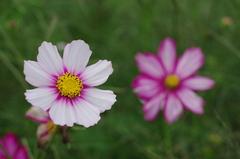 二つの花