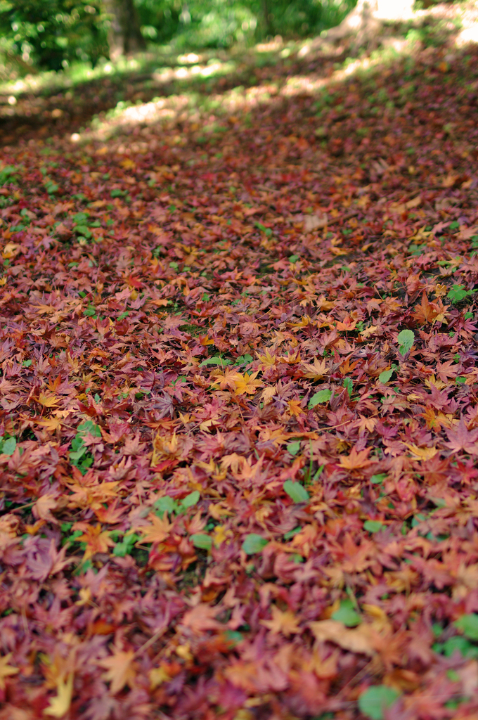 紅葉の絨毯