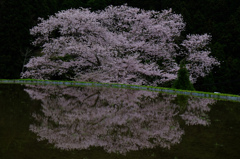 ２016年の諸木野の桜