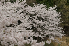 京都亀岡桜-1