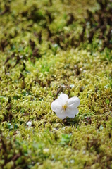 苔桜