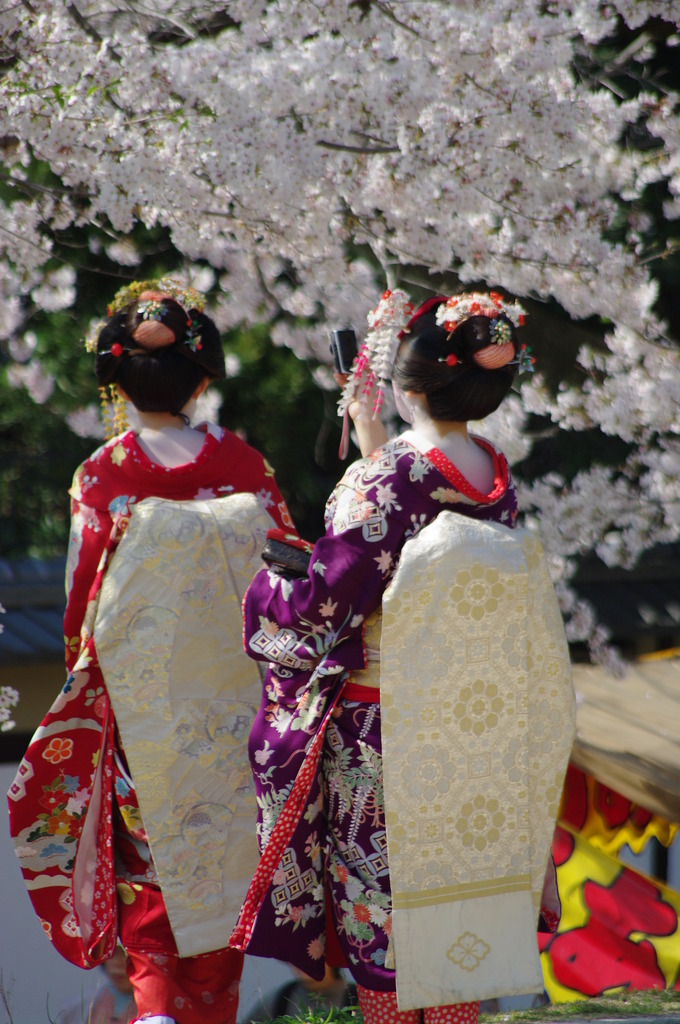 艶桜　其の壱