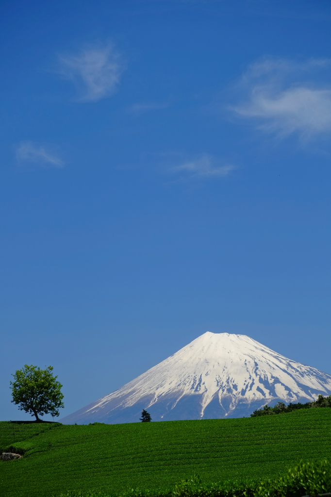 夏も近づく茶畑の空