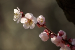 UME!!