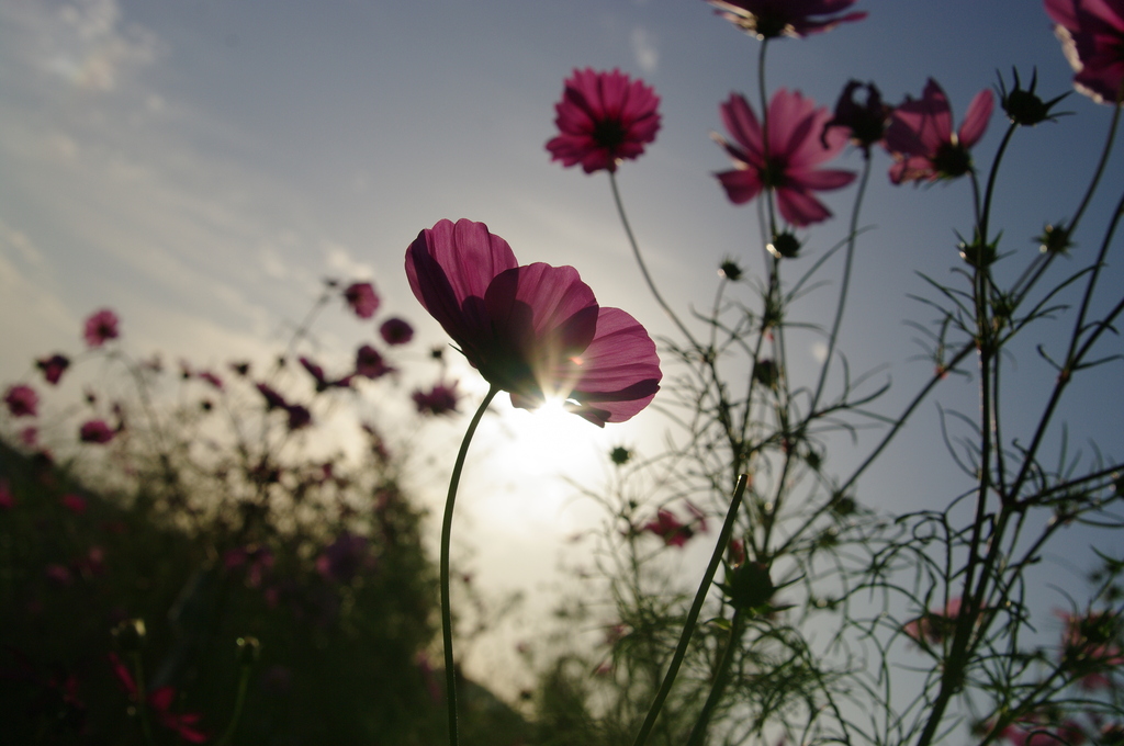 夕日に照らされて。