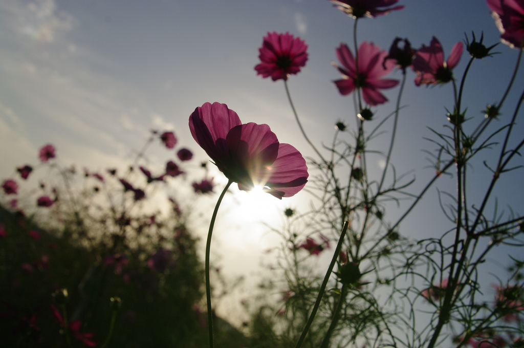 夕日に照らされて。